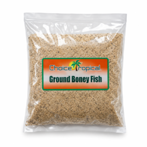 Choice Tropical Ground Boney Fish